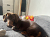 18 month old Dachshund