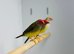 Star finch