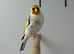 Siberian goldfinch