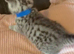 Beautiful bsh silver tabby