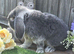 Blue Fox french lop buck
