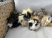 Very handsome long haired baby Guinea pigs.