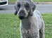 Bedlington terrier stud