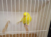 Exposition Budgies