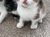 Two beautiful kittens looking for their loving home