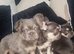 Kc reg French bulldog puppies