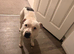 2 dogs need good home
