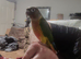 Beautiful hand reared tame conure