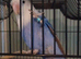 Love bird