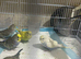 Lovely baby budgies