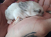 Mini lop baby ready to reserve
