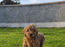 Beautiful cockapoo pups £685