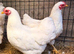 Trio of white Wyandotte bantams