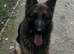 Kc German Shepards long haired