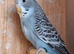 Blackface split budgies