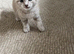 Ragdoll Cross Ready now