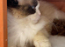 Ragdoll boy Two years