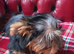 Handsome MALE Yorkshire Terrier puppy available now.