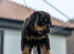 Beautiful German rotties