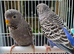 Black face budgies