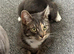 Rehoming Lola