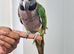 Beautiful hand tamed derbyan parrots for sale