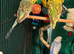 young  budgies available  young male & female