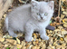 5 British shorthair crossed for sale
