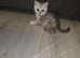 2 male bristish short hair kittens