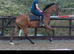 Pretty little 3yr Filly - Annie