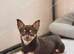 2 chihuahuas unrelated pair