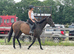 TB mare 15.2h 11yrs old project
