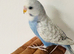 3 Hand reared Baby Budgies