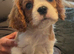 Beautiful King Charles pups