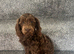 Cockpoo boy chocolate pup