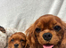 Cavalier King Charles