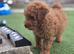 Male toy poodle puppy