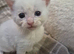 Beautiful female blue & green kitten looking for new forever home