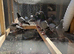 Racing pigeons
