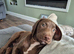 12 week puppy