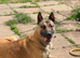 German Shepherd x Belgian Malinois Brothers Looking For Their Forever Home