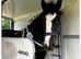 Beautiful Shire Mare.