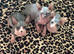 Blue and cream Canadian sphynx