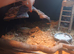 Leopard gecko boy and girl