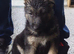 German shepherd puppies