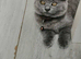 2 Scottish fold boys