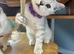 READY NOW British Shorthair Kitten