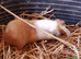 Baby Guinea pigs