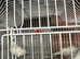3 white canaries for sale