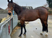 16.3hh TB X ID